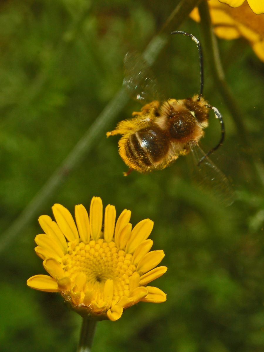 maschio di Eucera con delle grandi antenne
